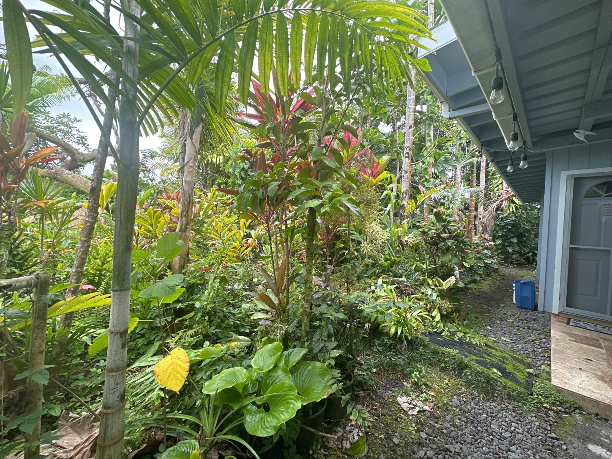Hawaiian Ohana Home Хило Экстерьер фото