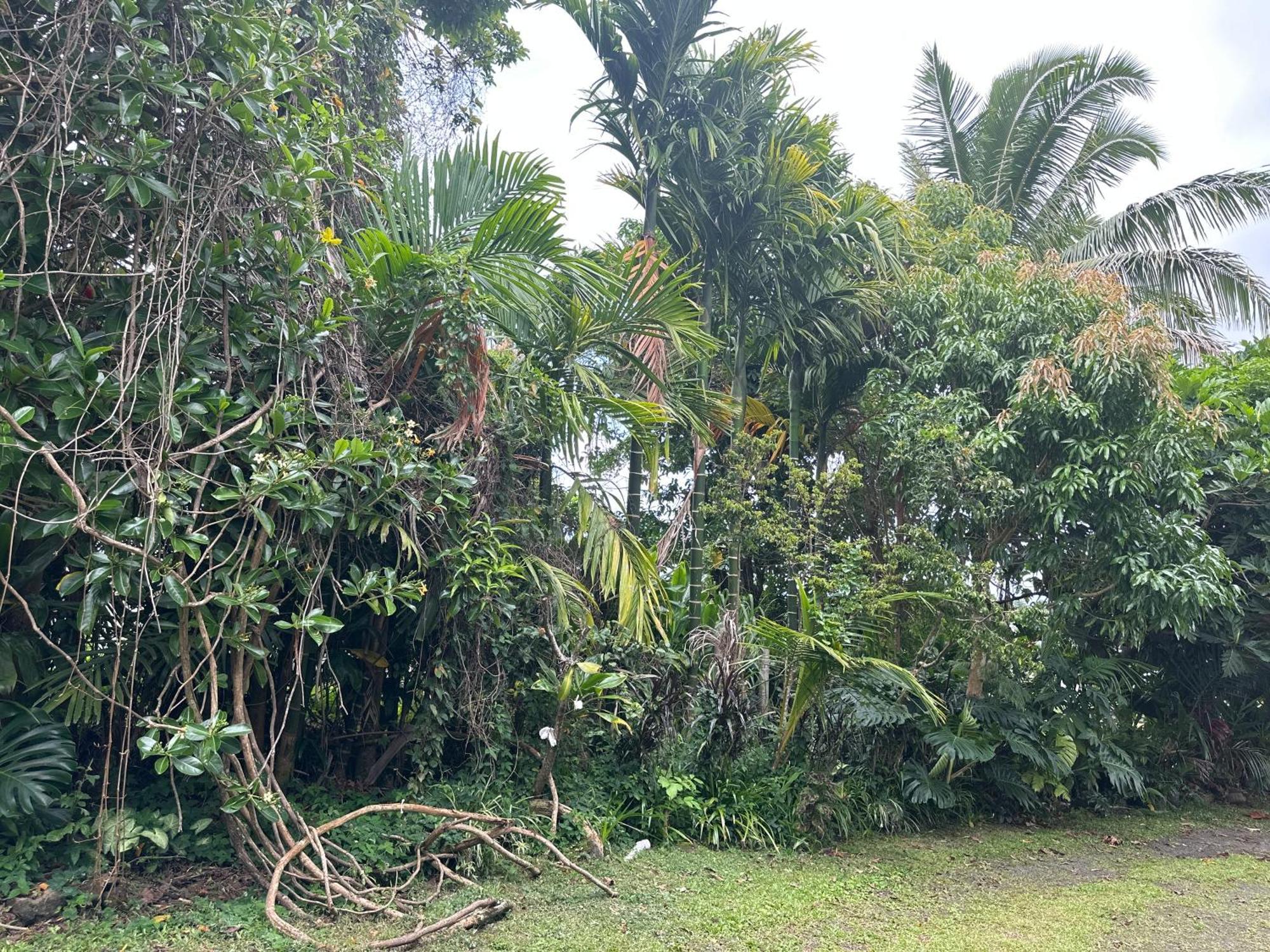 Hawaiian Ohana Home Хило Экстерьер фото