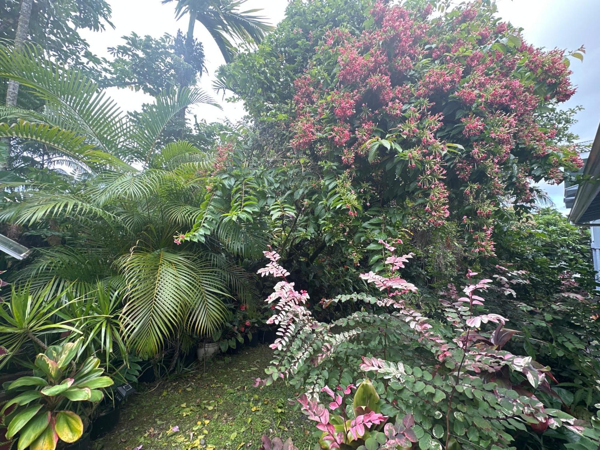 Hawaiian Ohana Home Хило Экстерьер фото
