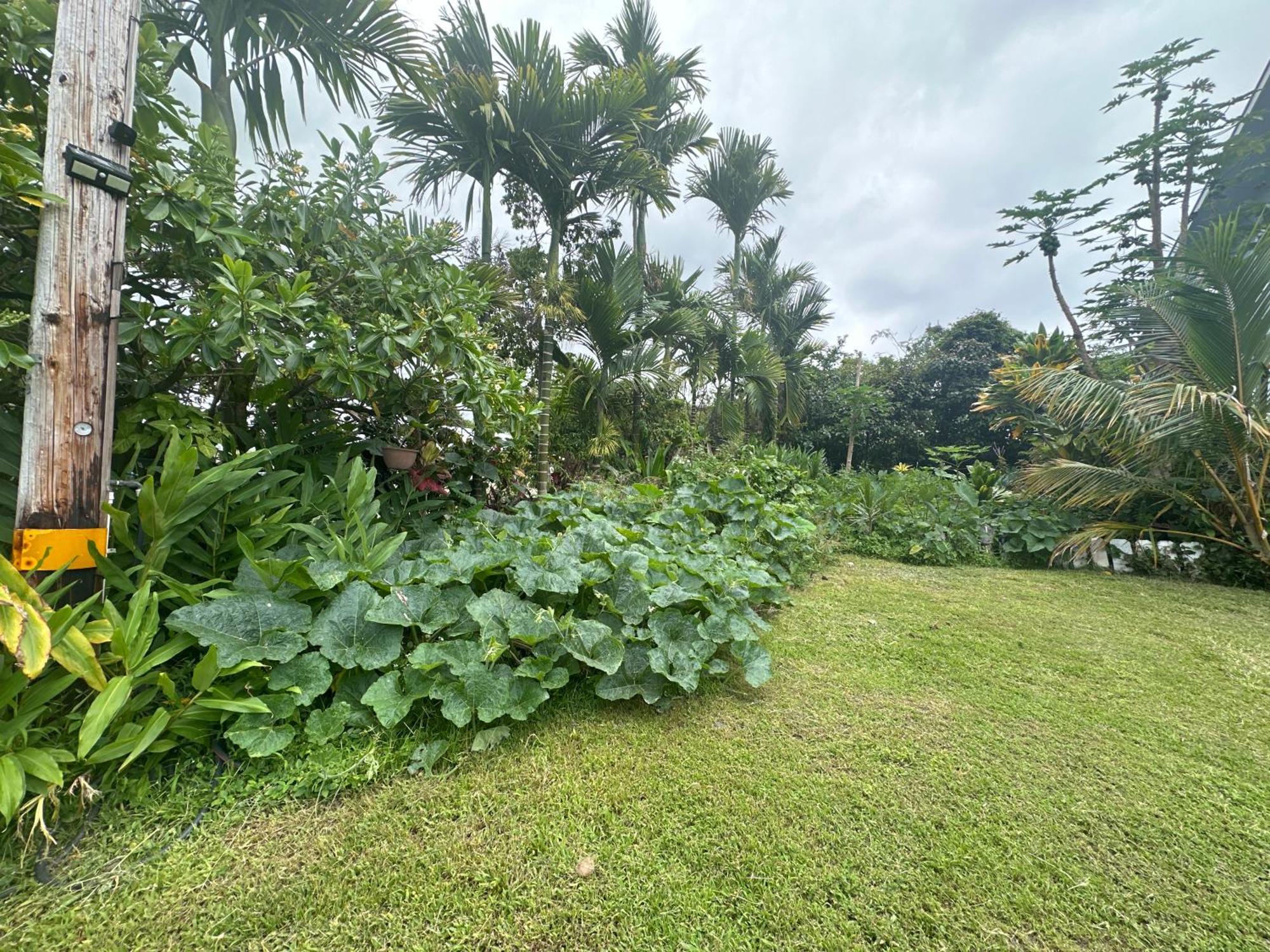 Hawaiian Ohana Home Хило Экстерьер фото