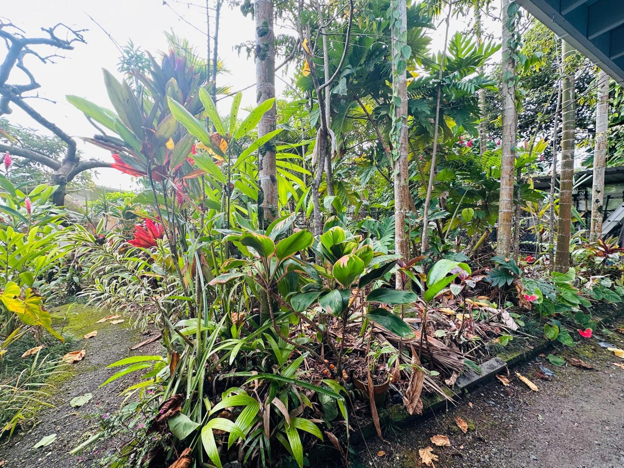 Hawaiian Ohana Home Хило Экстерьер фото
