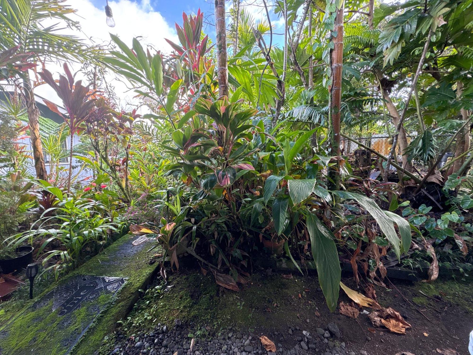 Hawaiian Ohana Home Хило Экстерьер фото